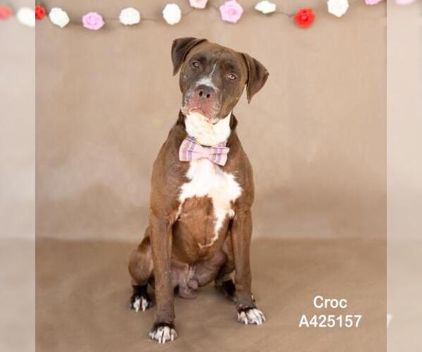 Medium Photo #1 Mutt Puppy For Sale in Conroe, TX, USA