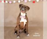 CROC - Male Mutt Dog for Adoption - Small photo
