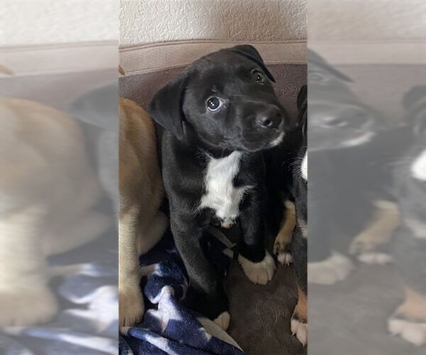 Medium Photo #2 Doberman Pinscher Puppy For Sale in San Bernardino, CA, USA