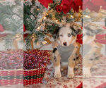 Small Photo #7 Australian Shepherd Puppy For Sale in SUN CITY, AZ, USA