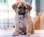Small #1 Chihuahua Mix