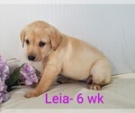 Puppy 2 Labrador Retriever