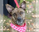 Kira Flor - Female Mutt Dog for Adoption - Small photo