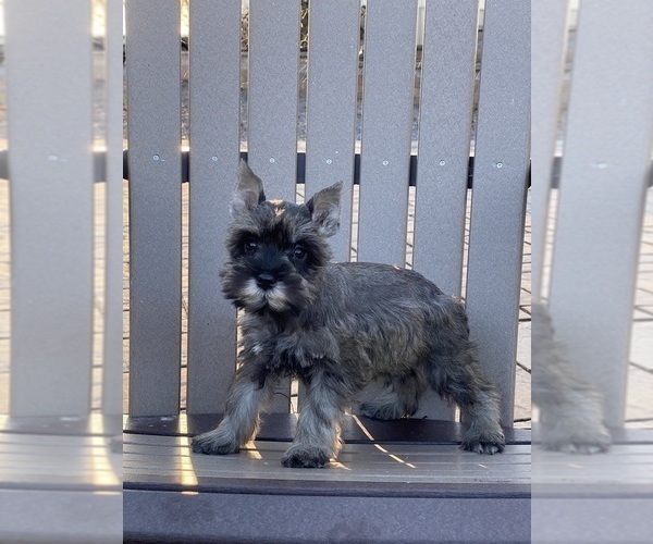 Medium Photo #8 Schnauzer (Miniature) Puppy For Sale in CANOGA, NY, USA