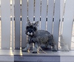 Small Photo #8 Schnauzer (Miniature) Puppy For Sale in CANOGA, NY, USA