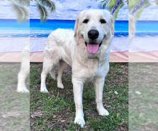 Medium Photo #3 Great Pyrenees Puppy For Sale in Spring, TX, USA