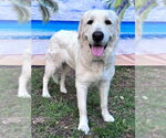 Small #2 Great Pyrenees