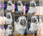 Puppy Sold German Shepherd Dog