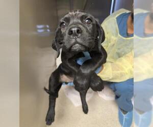 Labrador Retriever-Unknown Mix Dogs for adoption in Riverside, CA, USA