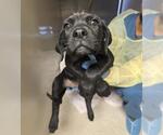 BIGZ - Female Labrador Retriever-Unknown Mix Dog for Adoption - Small photo