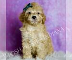 Small Photo #75 Poodle (Miniature) Puppy For Sale in WARSAW, IN, USA