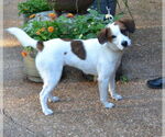 Small #2 Mutt