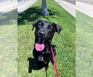 Labrador Retriever-Unknown Mix Dogs for adoption in San Diego, CA, USA