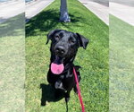 Small Labrador Retriever Mix