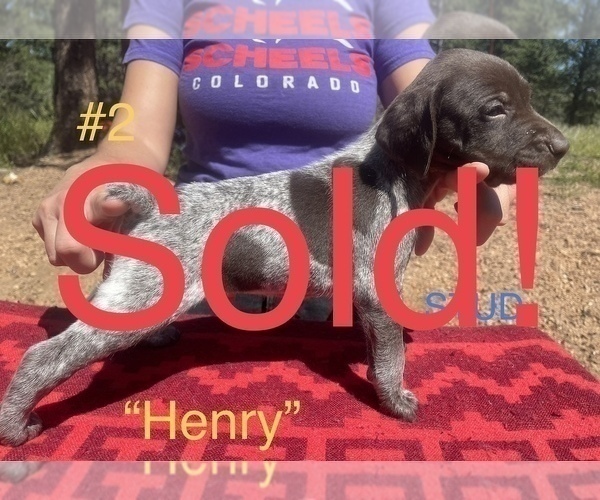 Medium Photo #6 German Shorthaired Pointer Puppy For Sale in FLORISSANT, CO, USA