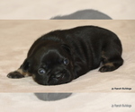 Small Photo #42 French Bulldog Puppy For Sale in WINNSBORO, TX, USA