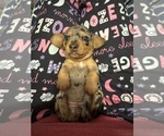 Puppy Silver Girl Dachshund