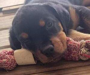 Rottweiler Puppy for sale in BRUCE, FL, USA