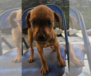 Waffles - Female Rottweiler-Unknown Mix Dog for Adoption - Photo #3