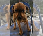 Small Photo #3 Rottweiler-Unknown Mix Puppy For Sale in Tracy City, TN, USA