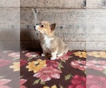 Small #5 Pembroke Welsh Corgi