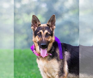 German Shepherd Dog-Unknown Mix Dogs for adoption in Unionville, PA, USA