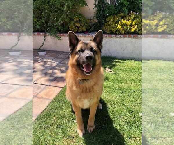 Medium Photo #1 German Shepherd Dog-Unknown Mix Puppy For Sale in Marina Del Rey, CA, USA