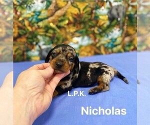 Dachshund Puppy for sale in WINNSBORO, LA, USA