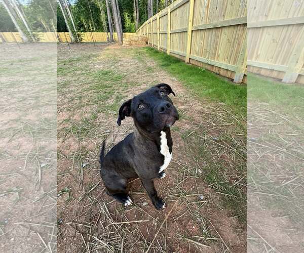 Medium Photo #2 Mutt Puppy For Sale in Greenville, SC, USA