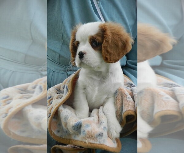 Medium Photo #4 Cavalier King Charles Spaniel Puppy For Sale in CLARE, MI, USA
