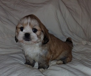 Lhasa Apso Puppy for sale in NORMAN, OK, USA