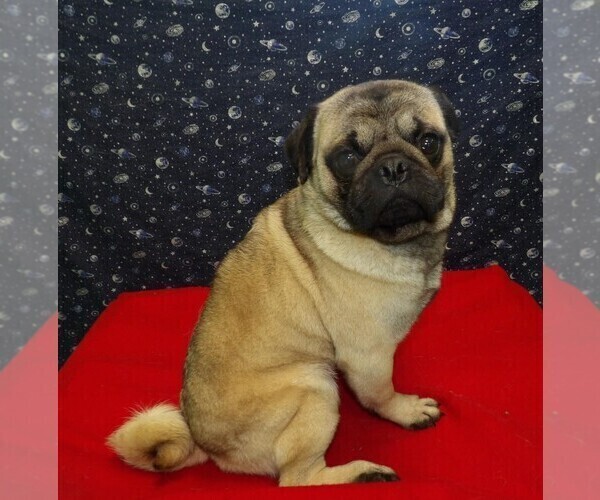 Medium Photo #2 Pug Puppy For Sale in PATERSON, NJ, USA