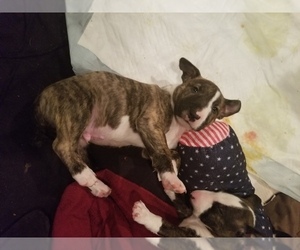 Bull Terrier Puppy for sale in SYR, NY, USA