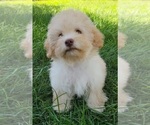 Small Photo #6 Maltipoo Puppy For Sale in TEMECULA, CA, USA