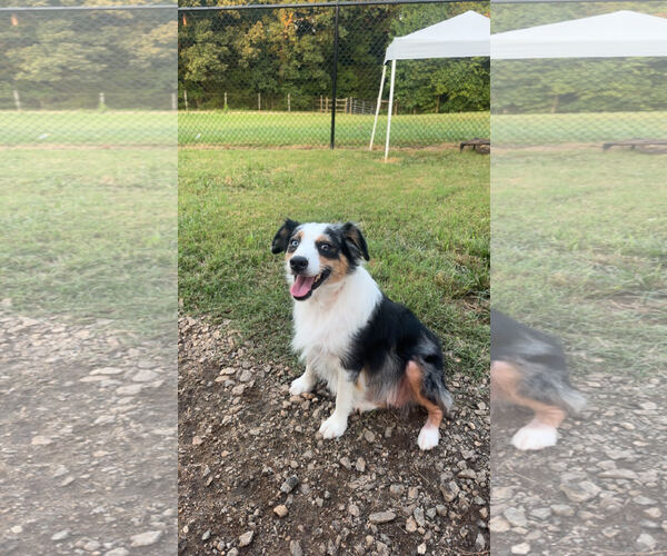 Medium Photo #4 Australian Shepherd Puppy For Sale in Pacolet, SC, USA