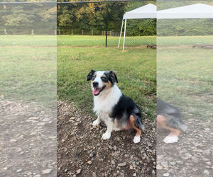 Daisy Aug 26 - Female Australian Shepherd Dog for Adoption - Photo #4