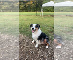 Small Photo #4 Australian Shepherd Puppy For Sale in Pacolet, SC, USA