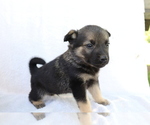 Small Photo #4 Norwegian Elkhound Puppy For Sale in SHILOH, OH, USA