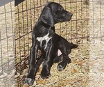 Small Photo #66 German Shorthaired Pointer Puppy For Sale in MCKINNEY, TX, USA