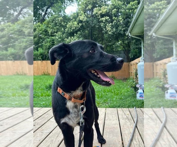 Medium Photo #7 Labrador Retriever-Unknown Mix Puppy For Sale in Greensboro, NC, USA