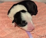 Small Photo #60 Australian Shepherd Puppy For Sale in SYLVA, NC, USA