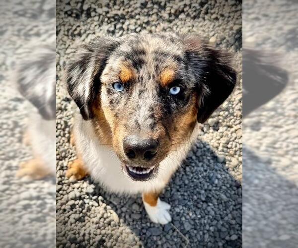 Medium Photo #1 Australian Shepherd Puppy For Sale in Santa Cruz, CA, USA