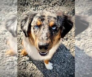 Australian Shepherd Dogs for adoption in Santa Cruz, CA, USA