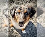 Small Australian Shepherd