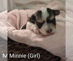 Puppy Minnie Morkie