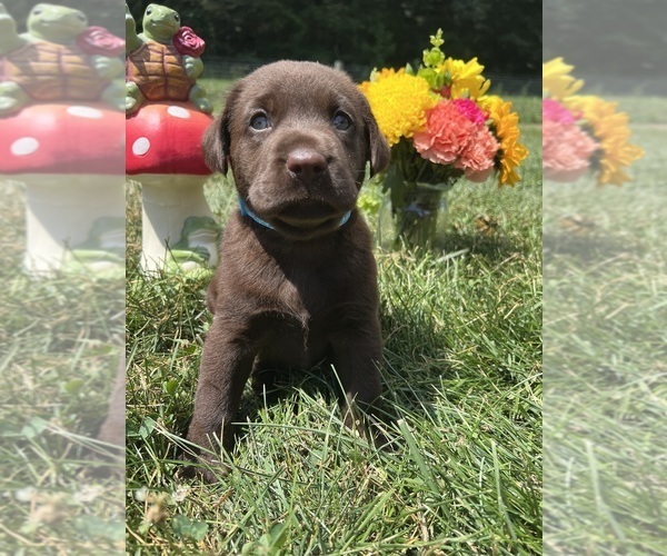 Medium Photo #10 Labrador Retriever Puppy For Sale in NEOLA, WV, USA