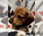 Small #3 Dachshund