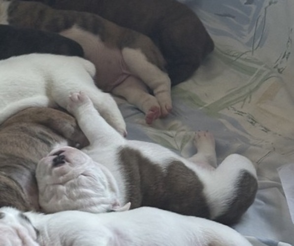 Medium Photo #26 Olde English Bulldogge Puppy For Sale in ALDEN, MN, USA