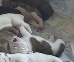 Small Photo #26 Olde English Bulldogge Puppy For Sale in ALDEN, MN, USA