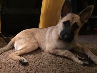 Malinois Puppy for sale in KING, NC, USA